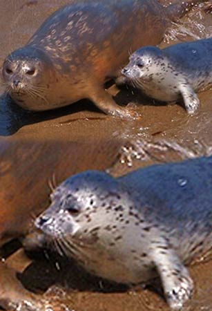 The Seals Pupping at Point Lobos State Reserve at Point Lobos in Big Sur CA is a cannot miss!