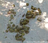 Watch Your Step in Molera State Park in Big Sur on Your Hike Out to Molera Beach in Big Sur California.  Horse Dung Piles may be on the trail.