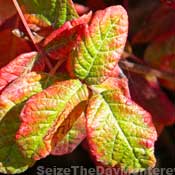 Watch Out for Poison Oak.  Remember, Leaves of Three let it be!