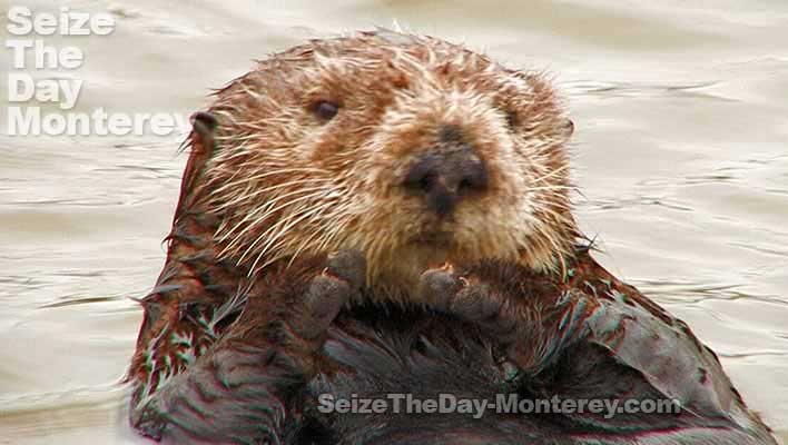 Monterey Sea Otters are one of Monterey's most famous animals and they are great fun to watch!