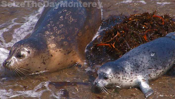 Big Sur California, Seal Pupping at Point Lobos State Reserve