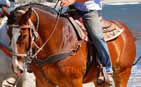 Don't Miss Horseback Riding Tours to the Beach in while on your Big Sur Camping Trip!