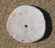 Collecting Sand Dollars at Sand Dollar Beach in Big Sur is a log of Fun.  Just go early to beat the gulls and other collectors!