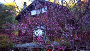 Big Sur Lodging at Deetjens is very rustic and charming!