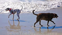 Much of the Big Sur Lodging simply do not allow pets but there are a few that do.