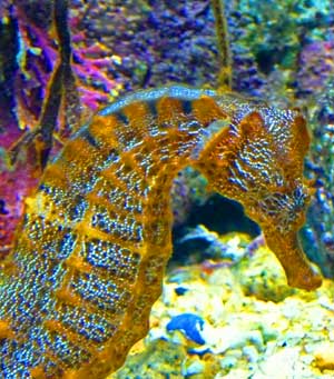 Sea Horses at the Monterey Bay Aquarium are amazing!  Free Monterey Bay Aquarium tickets can be had at the local libraries!