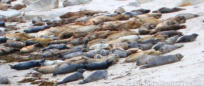 Get free parking at the Monterey Aquarium and a short scenic walk past these harbor seals!