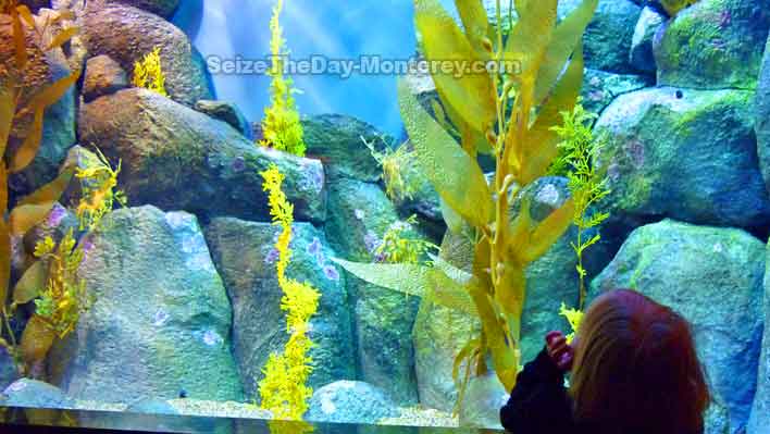 Kids of all ages love the Monterey Bay Aquarium.  Free Monterey Bay Aquarium Tickets are available!  Do not miss it while visiting Monterey California!