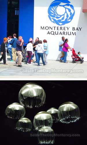 Monterey Bay Aquarium Discount Tickets can be had from Monterey County Libraries for FREE!