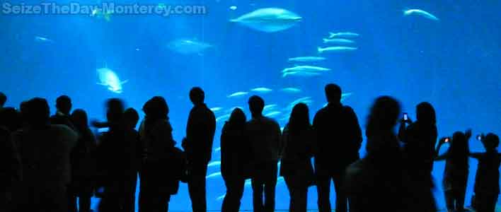 The Window to the Bay at the Monterey Aquarium in Monterey CA is just Magic!