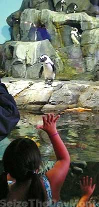 The Monterey Aquarium Penguin Exhibit is a favorite among children!