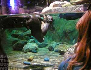 Monterey Aquarium Fresh Water Sea Otters are a joy to watch!  Free Monterey Bay Aquarium tickets is wonderful as well!