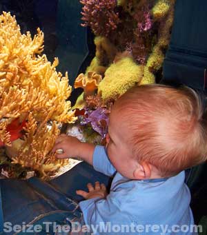 Children Under 3 Years of Age get Free Admission into the Monterey Aquarium