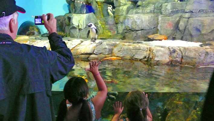 Don't miss the Penguin Exhibit! These Monterey Aquarium Tips will ensure that you have the best possible visit!