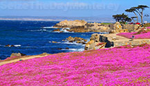 Walk the recreational trail after the Monterey Aquarium, it's just a block away!