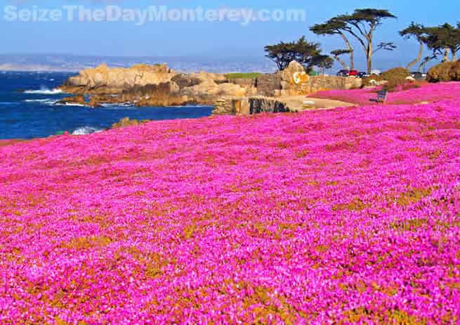 The Recreational Trail just around the corner from the Monterey Aquarium is downright Amazing!  Especially during May when the Purple Carpet is in full bloom!