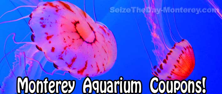A Monterey Bay Aquarium Coupon is hard to come by but do exist in 2012. Be sure to check out the Jellyfish exhibit.