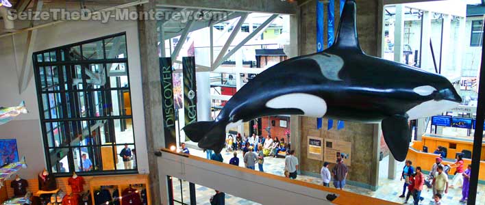 Monterey Aquarium has a number of true life scale animals on display such as this Orca