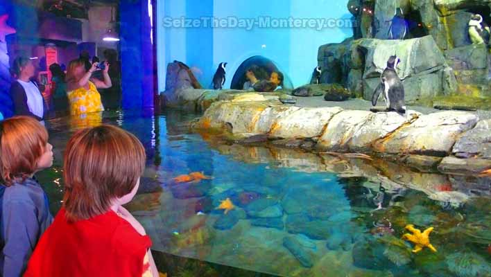 A Monterey Bay Aquarium Discount can be had with these tips!  Save money!  The Penguin Exhibit is great fun!