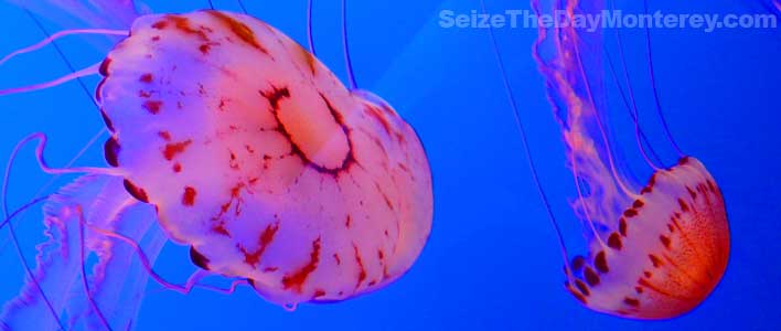 Get your Monterey Bay Aquarium Tickets before you go to the aquarium!  Avoid the line!