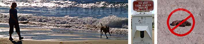 The Monterey Beach is a great place to walk your dog but please clean up after your pet, please!