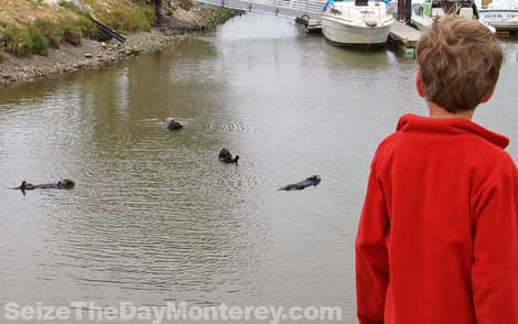 Monterey Sea Otters are easy to spot at their secret hangout!