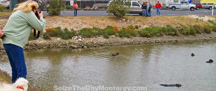 Monterey Sea Otters are easy to spot at their secret hangout!