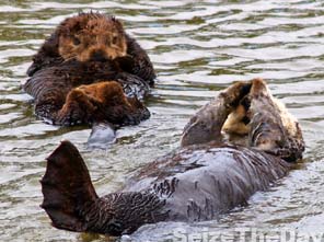 Monterey Sea Otters hanging out!