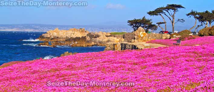 The Purple Carpet in Pacific Grove is a site to behold and the best part is that there are a number of neighboring paths! 