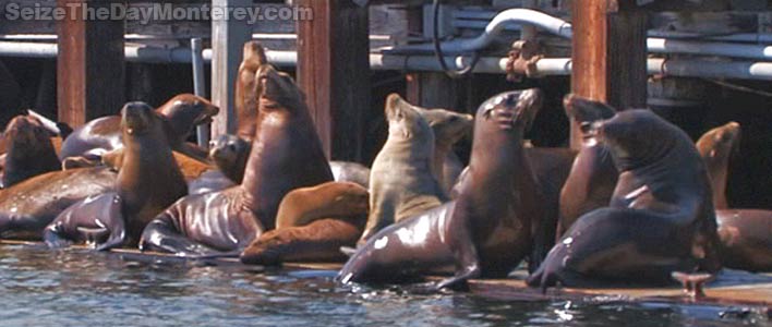 You'll Get To See Sea Lions on the Monterey Glass Bottom Boat Harbor Cruise!