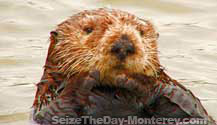 There's Plenty to see while dining at this Monterey Restaurant including Sea Otters, Seals, Sea Lions, Pelicans, and so much more!