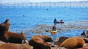 Sea Lions on the Coastguard Pier in Monterey are fun to Watch!