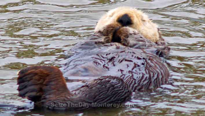 Monterey Sea Otters are a joy to watch!