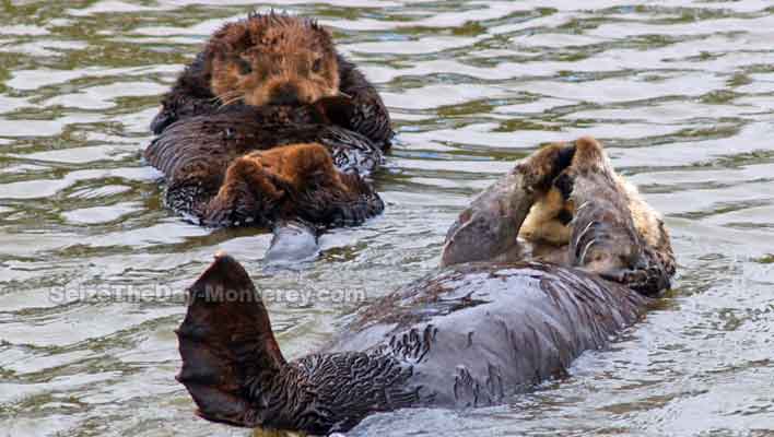 Monterey Sea Otters are a joy to watch!