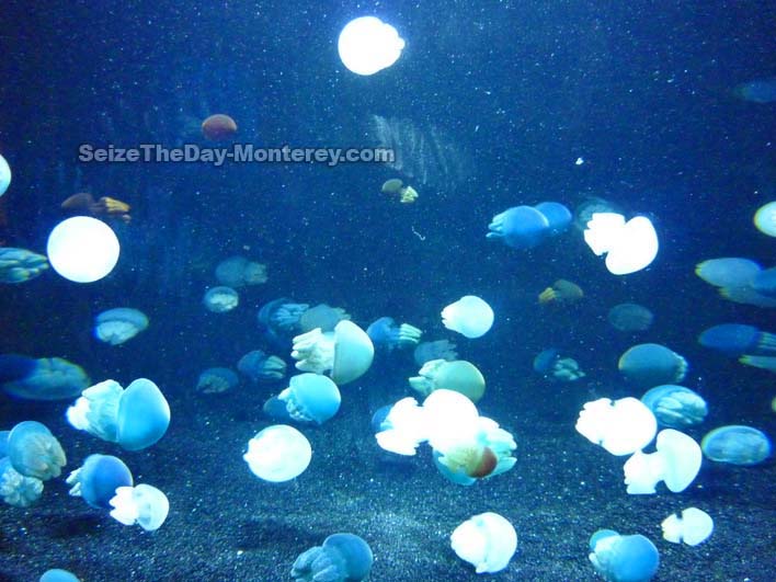 The Jellyfish Exhibit at the Monterey Bay Aquarium is breathtaking!