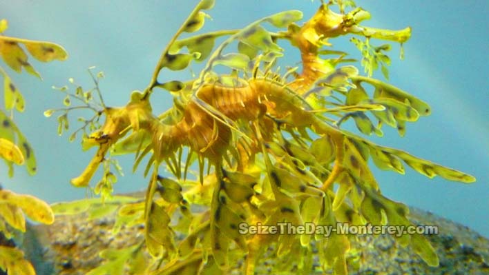 The Sea Dragons at the Monterey Bay Aquarium are simply majestic!  Don't miss them!