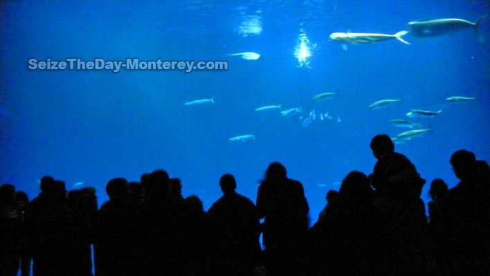 The Window to the Bay at the Monterey Bay Aquarium is a sight to behold in person!!