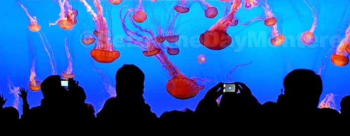 Monterey Bay Aquarium in Monterey CA