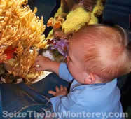 Children Under 3 Get into the Monterey Bay Aquarium for Free!