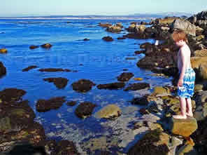 Tidepooling in Monterey at Pacific Grove Lover's Point Beach is great fun and Free!