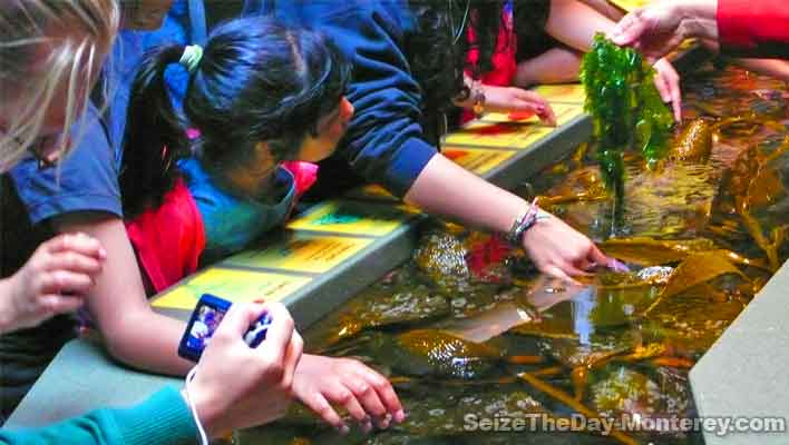 Purchase your Monterey Bay Aquarium Tickets with these tips to enjoy the aquarium to the fullest!