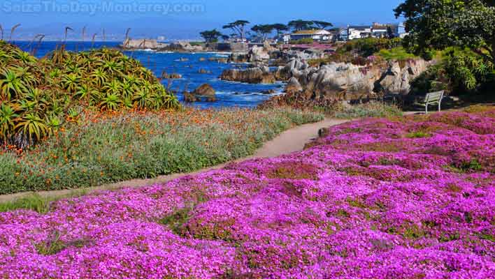 The Purple Carpet in Pacific Grove in April and May is just breathtaking!  Do not miss it while visiting Monterey California!